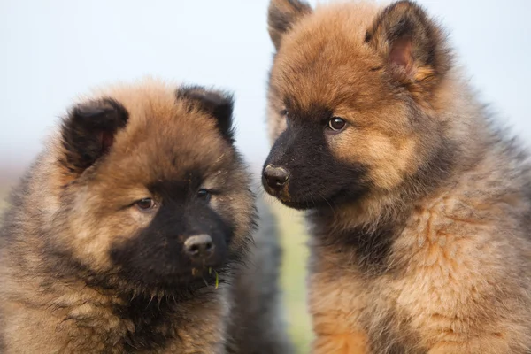 Retrato de dos cachorros eurasiáticos — Foto de Stock