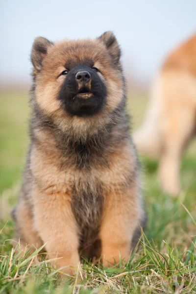 Howling Eurasian puppy — Stock Photo, Image