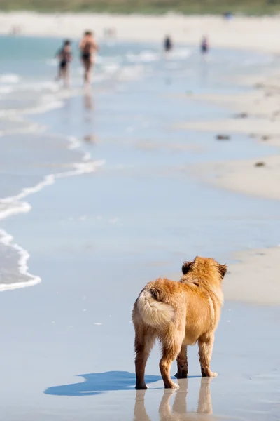 Weergave van de achterkant van een schattige jonge Elo hond op het strand — Stockfoto