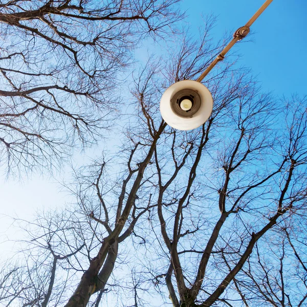 Leafless trees and a street lamp in low angle view — Stock Photo, Image