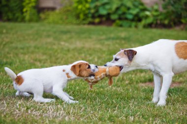 İki papaz Russell Terrier, bir köpek ve bir oyuncak için itiraz an yetişkin köpek