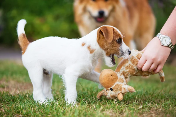 Käsi tyttö antaa lelun pastori Russell Terrier pentu — kuvapankkivalokuva