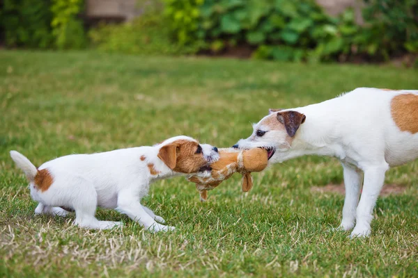 Zwei Russell Terrier, ein Welpe und ein erwachsener Hund wetteifern um ein Spielzeug — Stockfoto