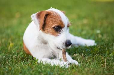 Şirin Parson Russell Terrier yavru bir köpeğe nibbling tedavi