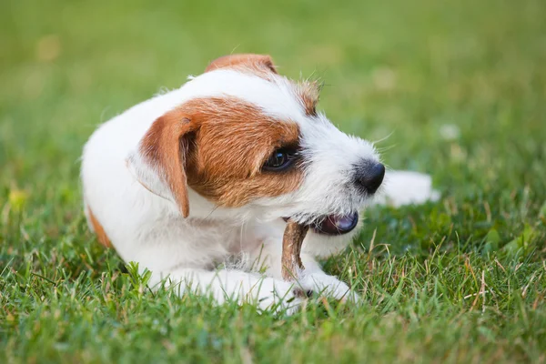 Niedliche Pastor Russell Terrier Welpe knabbert an einem Hund Leckerbissen — Stockfoto