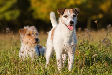 İki sevimli Parson Russel Terrier bir çayırda