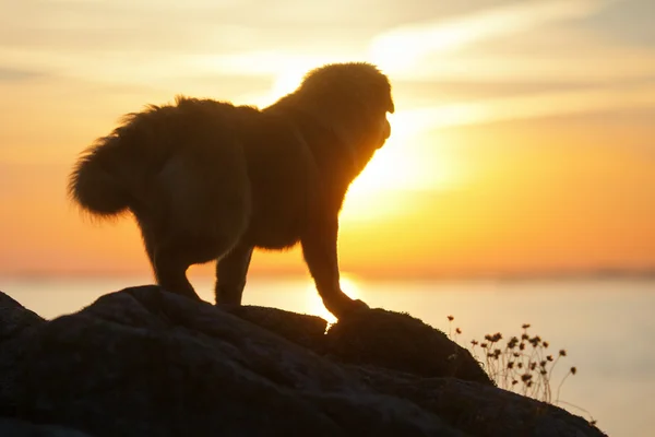 Cute dog standing on coastal rocks at sunset — Stock Photo, Image