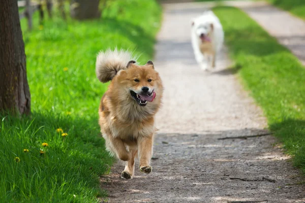 Dos perros corriendo —  Fotos de Stock