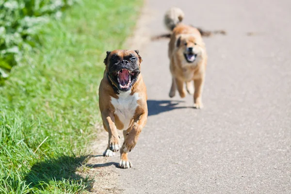 Perros corrientes — Foto de Stock