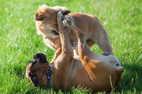 Cães lutadores brincalhões — Fotografia de Stock