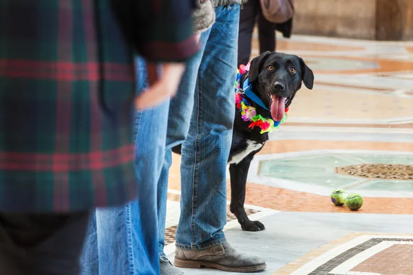 Lindo perro negro entre las personas — Foto de Stock