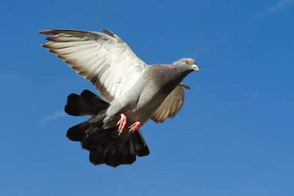 Fliegende Taube — Stockfoto