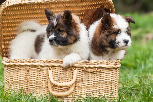 Cute Elo siblings looking out of a basket — Stock Photo, Image