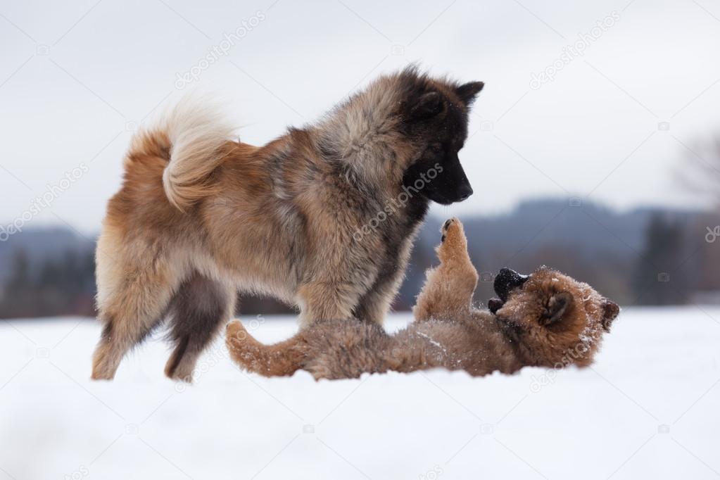 Eurasier puppy with the mother in the snow