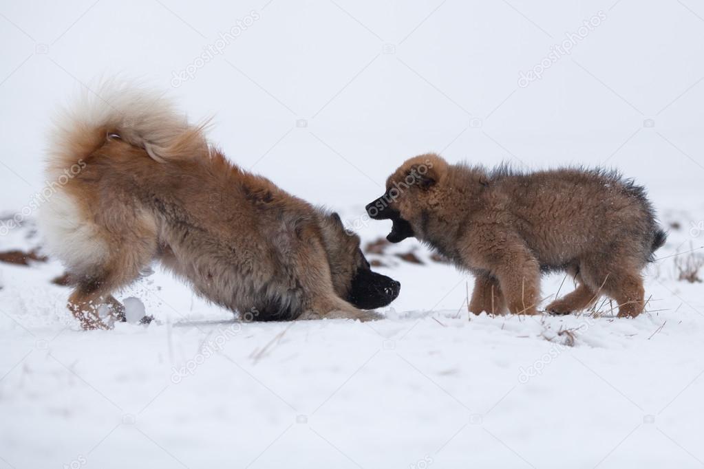 Eurasier puppy playing with the mother in the snow