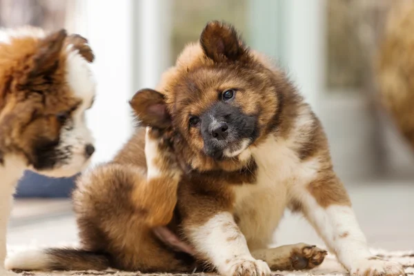 Lindo cachorro Elo arañándose detrás de la oreja —  Fotos de Stock