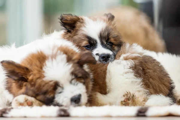 Cute sleeping Elo dogs — Stock Photo, Image