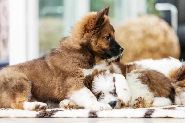 Niedliche schlafende elo Hunde — Stockfoto