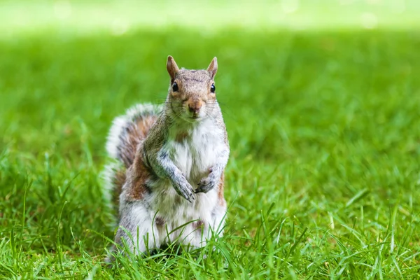 Niedliche Eichhörnchen stehen im grünen Gras — Stockfoto