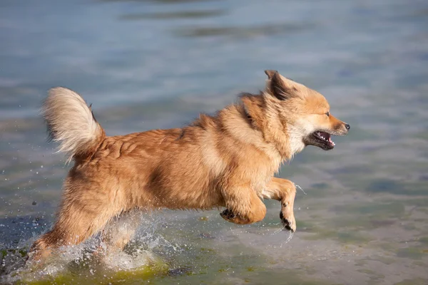 水を介して実行している若いエロ犬 — ストック写真