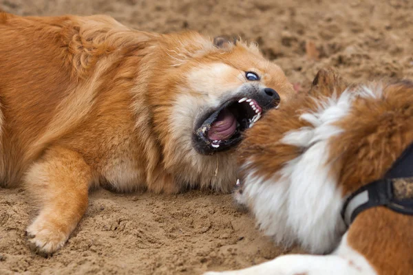 Brincalhão jogando Elo cães na areia — Fotografia de Stock