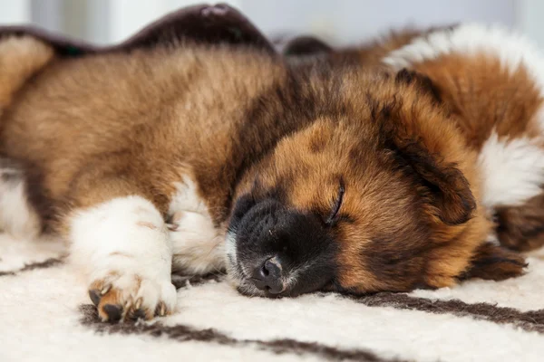 Niedliche schlafende elo Hunde — Stockfoto