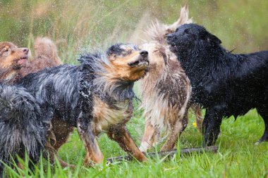 Kendilerini bir banyo yaptıktan sonra sallayarak Avustralyalı çoban köpekleri