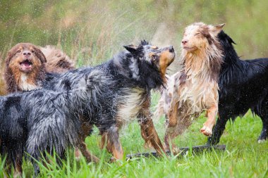 Kendilerini bir banyo yaptıktan sonra sallayarak Avustralyalı çoban köpekleri
