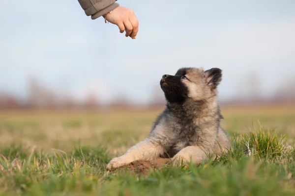 Woman gives a cute Eurasier puppy a treat — Stock Photo, Image