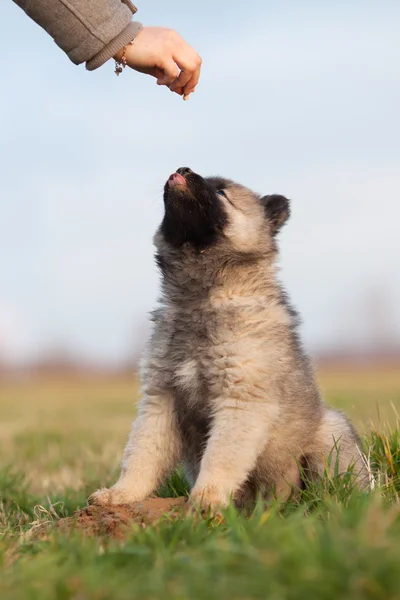 Woman gives a cute Eurasier puppy a treat — Stock Photo, Image