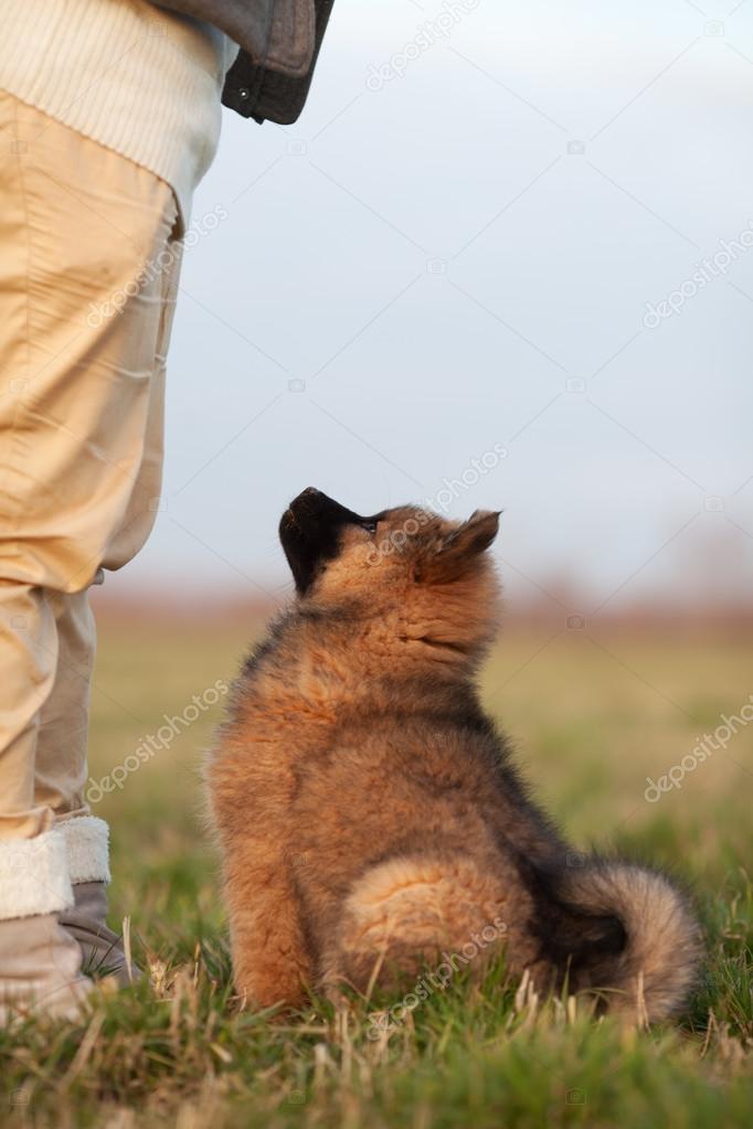 Eurasier Pants Eurasier Pants