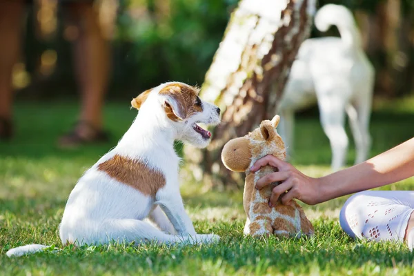 Menina brinca com um cachorro Parson Russell Terrier — Fotografia de Stock
