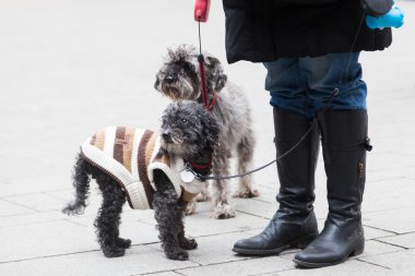 Şehrin iki küçük köpeklerle kadın