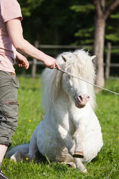 Woman with a riding crop at the dressage of a white pony — Stock Photo, Image