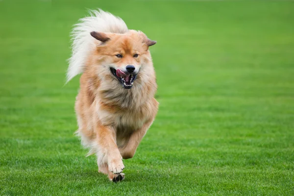 ELO hond uitgevoerd op het gazon — Stockfoto