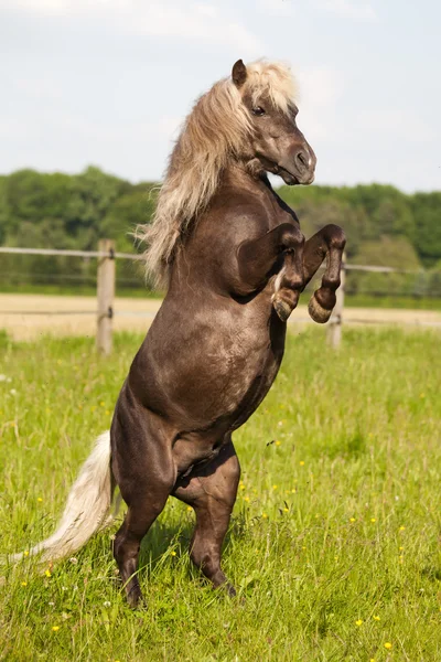 Beautiful claybank pony begs on the field — Stock Photo, Image