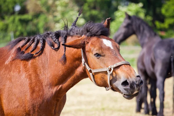 Carrinho de Ardenas Cavalo balançando a cabeça — Fotografia de Stock