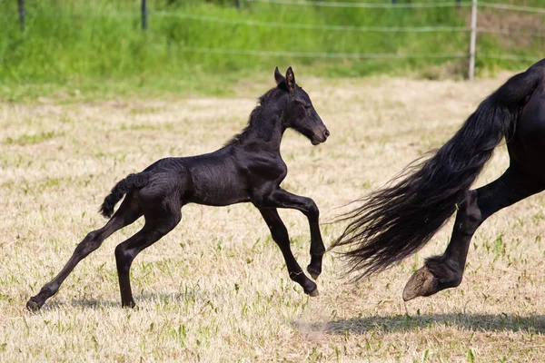 Chevaux frisés avec une carrière de poulain dans le paddock — Photo