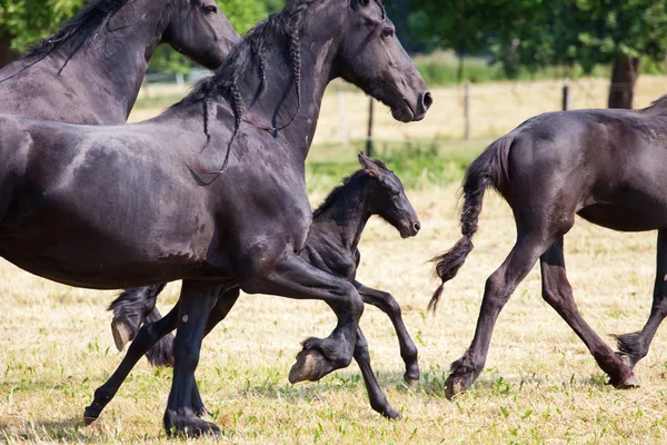 Friesian horses with a foal career in the paddock — Stock Photo, Image