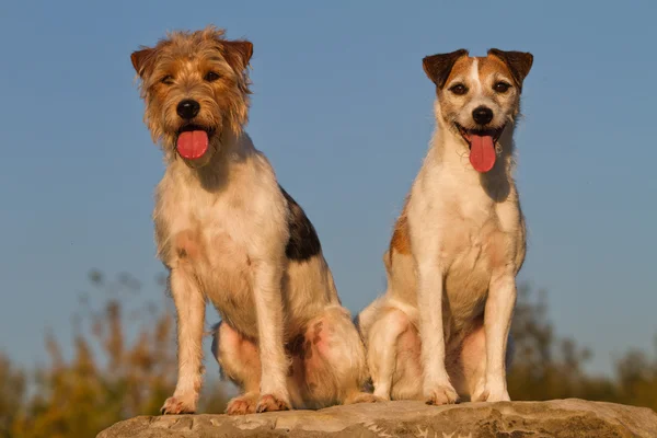 Dua Parson Russell Terrier duduk di atas batu — Stok Foto