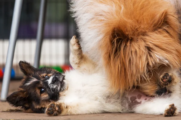 Perro madre lame a su lindo bebé perro —  Fotos de Stock