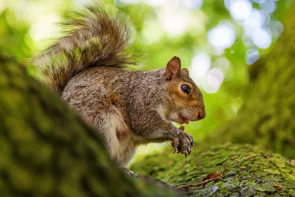 Grazioso scoiattolo rosicchia a una noce — Foto Stock