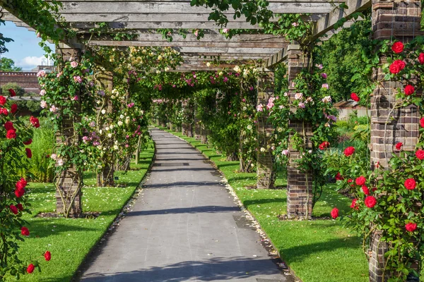 Pérgola de rosas en el Real Jardín Botánico de Kew, Inglaterra — Foto de Stock