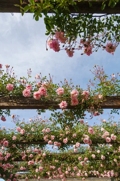 Pink roses at a pergola — Stock Photo, Image