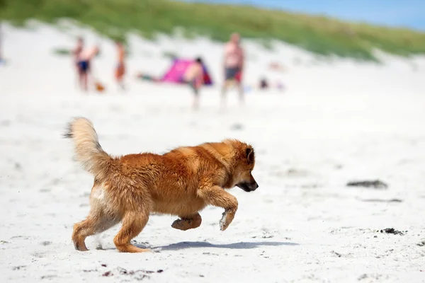 Schattige jonge Elo hond op het strand — Stockfoto