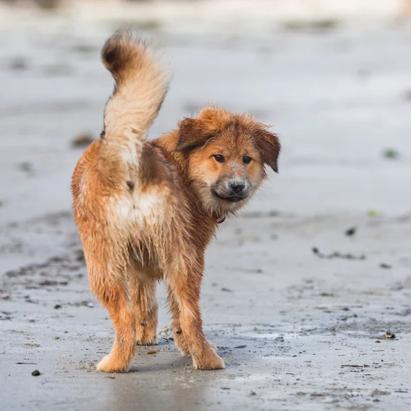 Leuke Elo hond op het strand kijken terug — Stockfoto