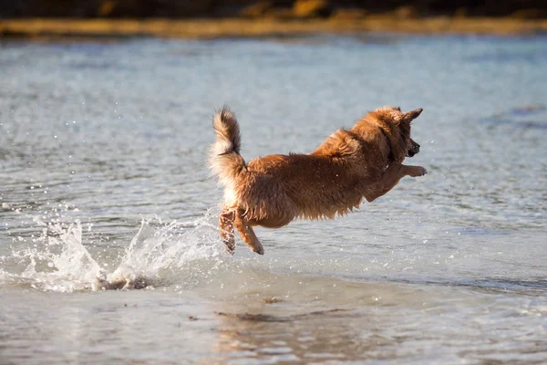 Hond springt in het water — Stockfoto