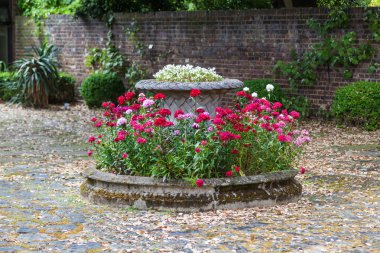 Courtyard bir amfora ve kırmızı tatlı William ile