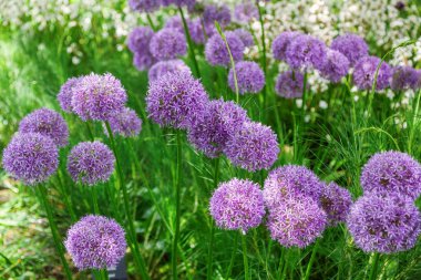 Flower bed with Allium flowers clipart