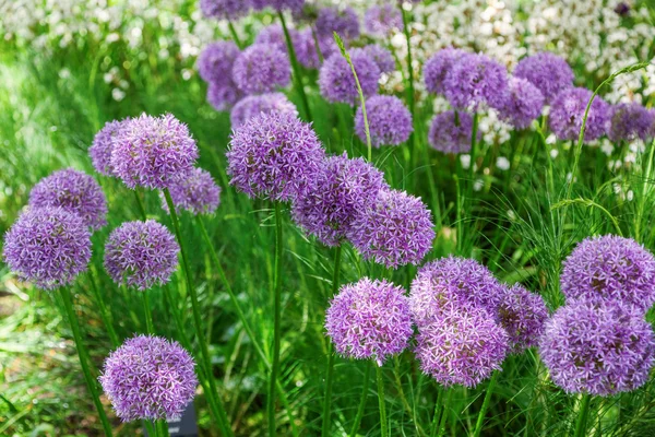 Cama de flores con flores de Allium — Foto de Stock